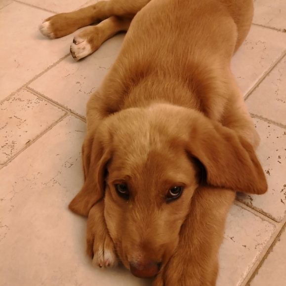 Meet your Posher, Max - Picture 1 of 1